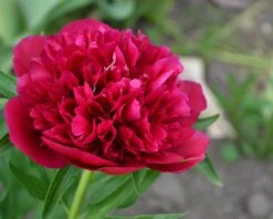 Paeonia 'Red Sarah Bernhardt' 16 Paeonia 'Red Sarah Bernhardt' -Flowers Sales Store peony red sarah bernhardt 4