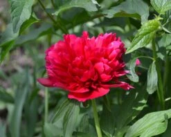 Paeonia 'Red Sarah Bernhardt' 14 Paeonia 'Red Sarah Bernhardt' -Flowers Sales Store peony red sarah bernhardt 5