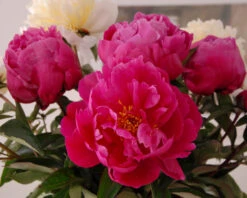 Paeonia 'Red Sarah Bernhardt' 12 Paeonia 'Red Sarah Bernhardt' -Flowers Sales Store peony red sarah bernhardt 6