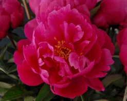 Paeonia 'Red Sarah Bernhardt' 17 Paeonia 'Red Sarah Bernhardt' -Flowers Sales Store peony red sarah bernhardt 7