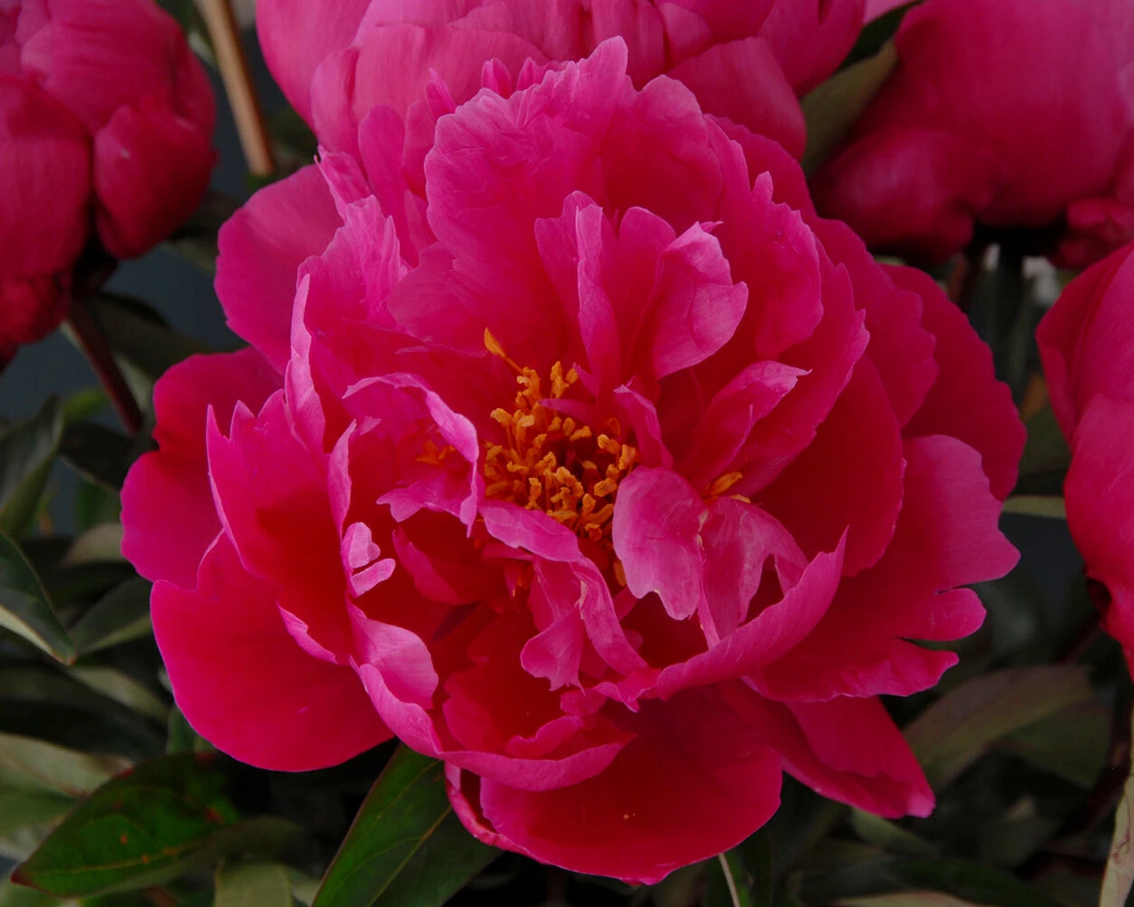 Paeonia 'Red Sarah Bernhardt' 10 Paeonia 'Red Sarah Bernhardt' - Image 8