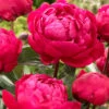 Paeonia 'Red Sarah Bernhardt' -Flowers Sales Store peony red sarah bernhardt 8