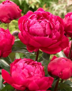 Featured Products 1 Paeonia 'Red Sarah Bernhardt'