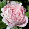 Paeonia 'Sarah Bernhardt' -Flowers Sales Store peony sarah bernhardt 0