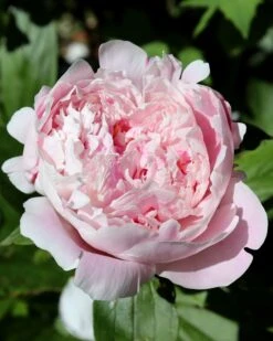 Featured Products 5 Paeonia 'Sarah Bernhardt'