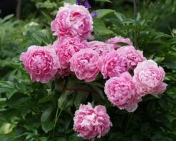 Paeonia 'Sarah Bernhardt' -Flowers Sales Store peony sarah bernhardt 1