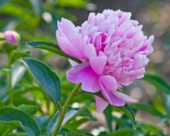Paeonia 'Sarah Bernhardt' -Flowers Sales Store peony sarah bernhardt 3