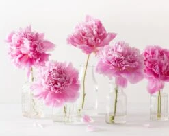 Paeonia 'Sarah Bernhardt' -Flowers Sales Store peony sarah bernhardt 4