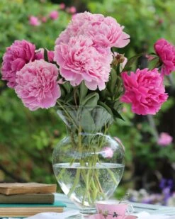 Paeonia 'Sarah Bernhardt' -Flowers Sales Store peony sarah bernhardt 5