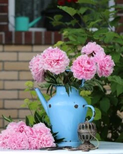 Paeonia 'Sarah Bernhardt' -Flowers Sales Store peony sarah bernhardt 7