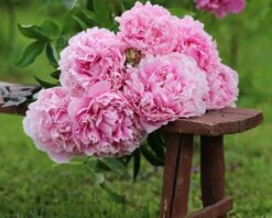 Paeonia 'Sarah Bernhardt' -Flowers Sales Store peony sarah bernhardt 8