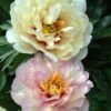 Paeonia 'Scrumdiddlyumptious' 2 Paeonia 'Scrumdiddlyumptious' -Flowers Sales Store peony scrumdiddlyumptious 1