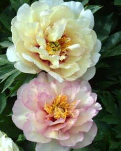 Featured Products 11 Paeonia 'Scrumdiddlyumptious'