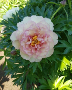 Paeonia 'Scrumdiddlyumptious' -Flowers Sales Store peony scrumdiddlyumptious 4
