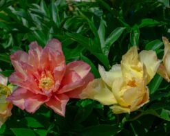 Paeonia 'Scrumdiddlyumptious' -Flowers Sales Store peony scrumdiddlyumptious 5