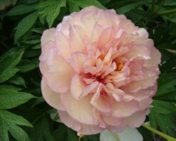 Paeonia 'Scrumdiddlyumptious' -Flowers Sales Store peony scrumdiddlyumptious 7