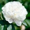 Paeonia 'Shirley Temple' -Flowers Sales Store peony shirley temple 0