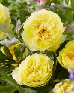Paeonia 'Sonoma Halo' -Flowers Sales Store peony sonoma halo 00