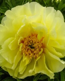 Paeonia 'Sonoma Halo' -Flowers Sales Store peony sonoma halo 3