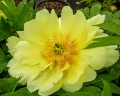 Paeonia 'Sonoma Halo' -Flowers Sales Store peony sonoma halo 4