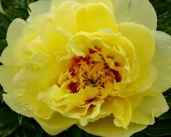 Paeonia 'Sonoma Halo' -Flowers Sales Store peony sonoma halo 5 a89b21c2 13fc 46e8 a287 c1e7151a8c97