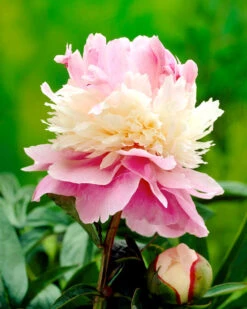 Paeonia 'Sorbet' -Flowers Sales Store peony sorbet 00