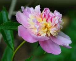 Paeonia 'Sorbet' -Flowers Sales Store peony sorbet 1