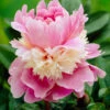 Paeonia 'Sorbet' -Flowers Sales Store peony sorbet 4