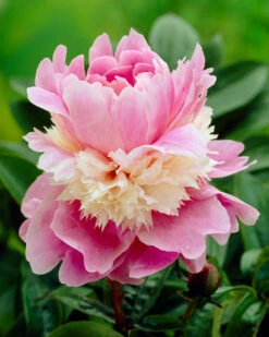Featured Products 7 Paeonia 'Sorbet'