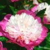 Paeonia 'White Cap' 1 Paeonia 'White Cap' -Flowers Sales Store peony white cap 0