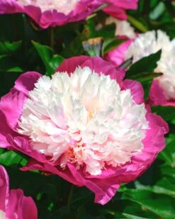 Featured Products 3 Paeonia 'White Cap'