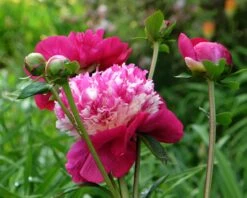 Paeonia 'White Cap' -Flowers Sales Store peony white cap 10