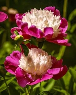 Paeonia 'White Cap' -Flowers Sales Store peony white cap 11 74355e3f 9958 4bcf 993a 916c0a4584d2
