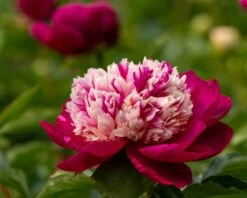 Paeonia 'White Cap' -Flowers Sales Store peony white cap 2