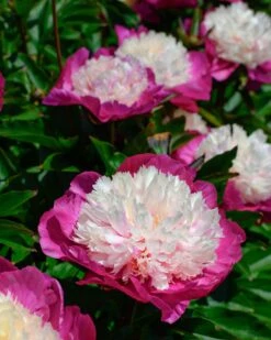 Paeonia 'White Cap' -Flowers Sales Store peony white cap 4