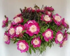 Paeonia 'White Cap' -Flowers Sales Store peony white cap 5