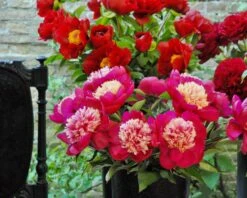 Paeonia 'White Cap' -Flowers Sales Store peony white cap 8