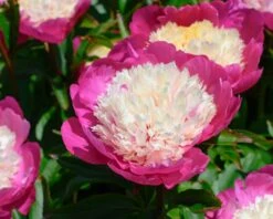 Paeonia 'White Cap' -Flowers Sales Store peony white cap 9