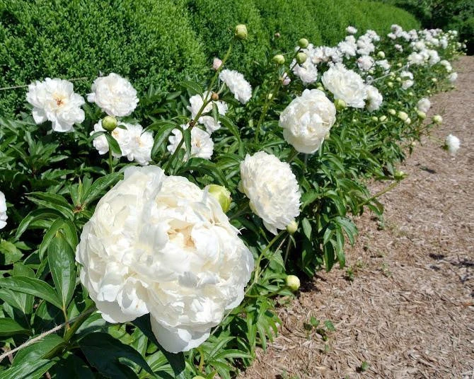 Paeonia 'Shirley Temple' 4 Paeonia 'Shirley Temple' - Image 2