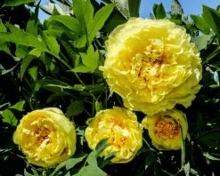 Paeonia 'Yellow Crown' -Flowers Sales Store peony yellow crown 1