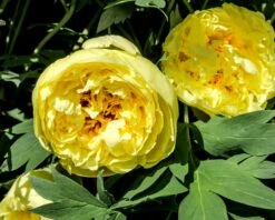 Paeonia 'Yellow Crown' -Flowers Sales Store peony yellow crown 2