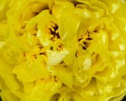 Paeonia 'Yellow Crown XXL' 13 Paeonia 'Yellow Crown XXL' -Flowers Sales Store peony yellow crown 3 8ca0b675 3d60 4426 9593 84ff4dea8743