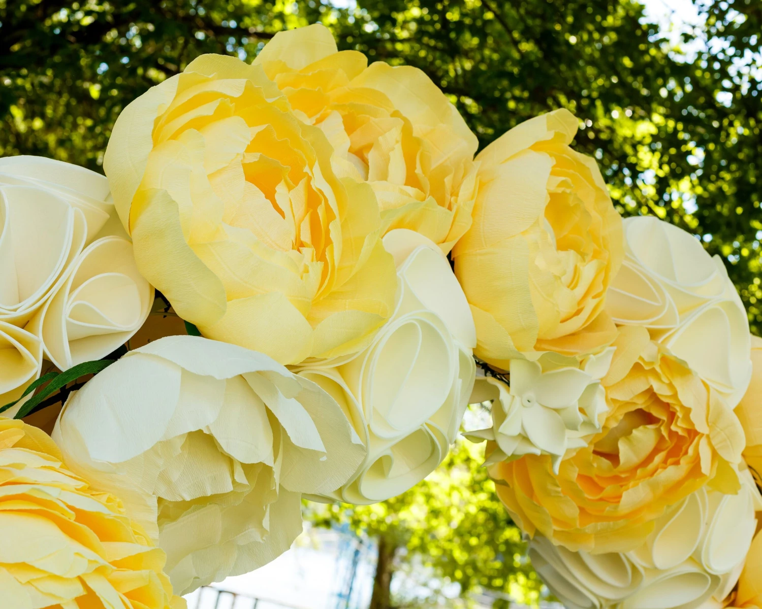 Paeonia 'Yellow Crown XXL' 6 Paeonia 'Yellow Crown XXL' - Image 4