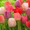 Tulip Collection 'Pride Mix' 1 Tulip Collection 'Pride Mix' -Flowers Sales Store pride mix 0