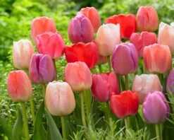 Tulip Collection 'Pride Mix' 13 Tulip Collection 'Pride Mix' -Flowers Sales Store pride mix 3
