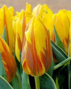 Tulip 'Ravana' -Flowers Sales Store ravana tulip