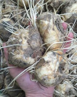 Fritillaria Imperialis 'Rubra' 19 Fritillaria Imperialis 'Rubra' -Flowers Sales Store rubra bulbs