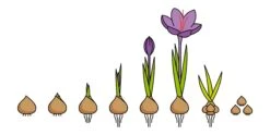 Crocus Sativus -Flowers Sales Store saffron crocus
