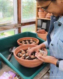 Crocus Sativus -Flowers Sales Store sativus 11