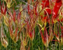 Tulip Acuminata -Flowers Sales Store tulip acuminata 2